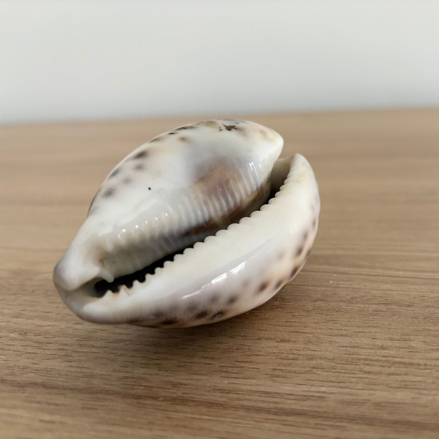 Lakshmi Cowrie Shells/Kauri Shells/Shree Lakshmi Kauri