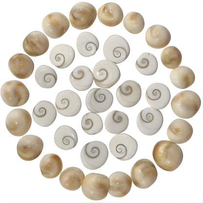 Shri Gomati Chakra for Pooja/Dhan Lakshmi Gomathi Chakra
